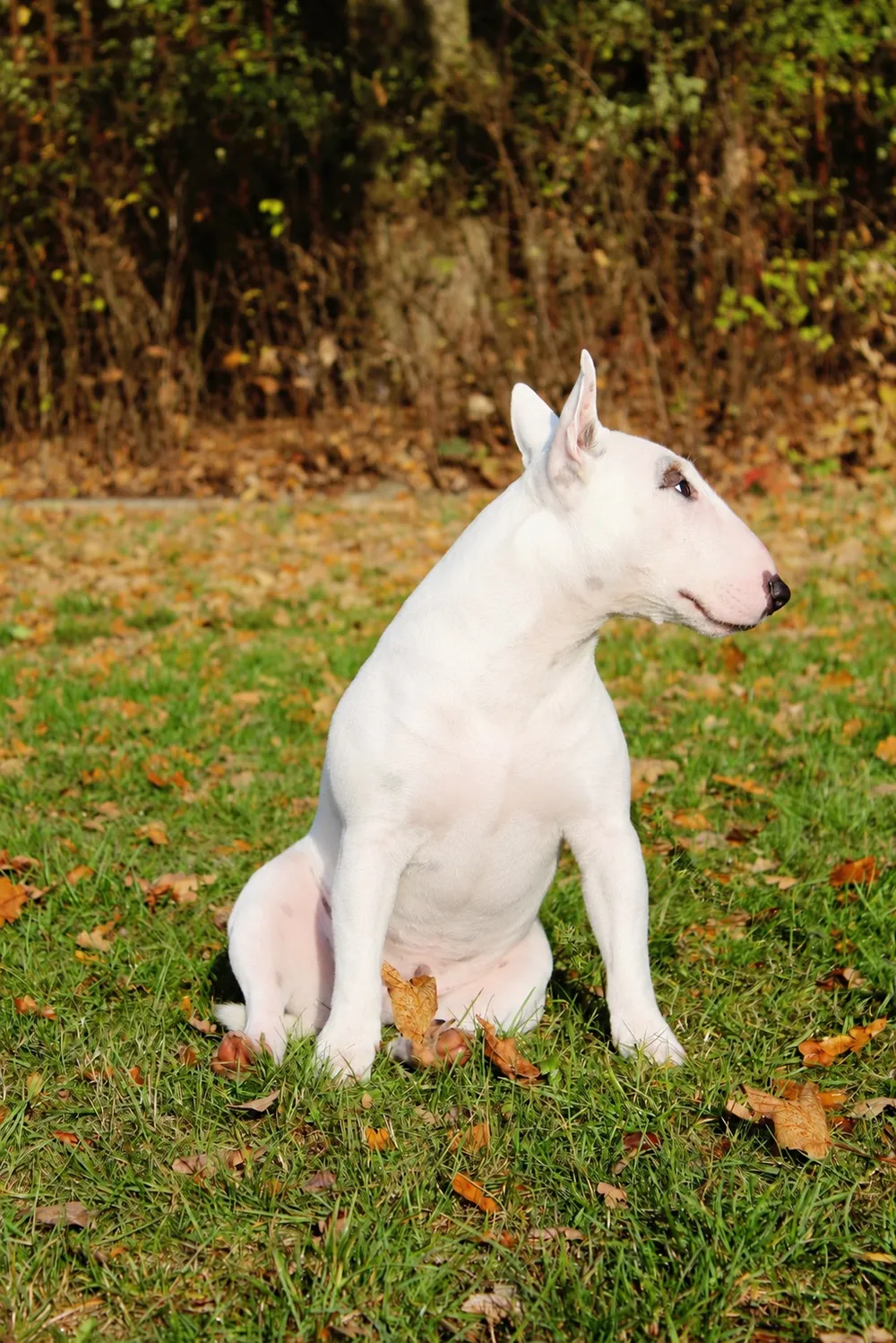 Weißer Bullterrier sitzt im Herbstlaub auf einer Wiese